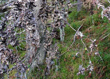 Ved Krossåni (sidebekk til Åbjøra i Nord-Aurdal) var det derimot en svært verdifull fosserøykskog, med meget rike