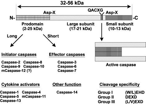 initiator-caspase (stort prodomene), eller effektor-caspase (lite prodomene) (Earnshaw, Martins et al. 19
