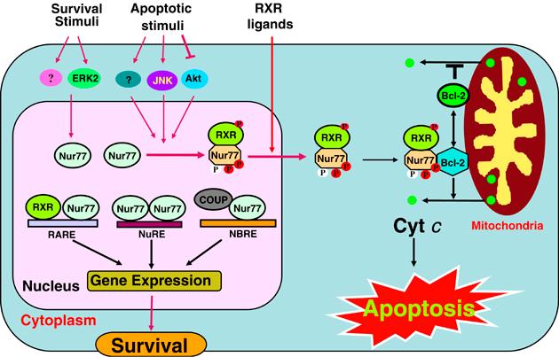 1994). Senere forsøk har vist at NGFI-B induserer apoptose ved å translokalisere fra kjernen til mitokondriene (Li, Kolluri et al. 2000).