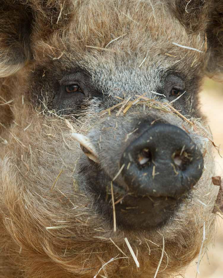 HUSDYRNÆRINGENS KOORDINERINGSENHET FOR SMITTEBESKYTTELSE VED IMPORT