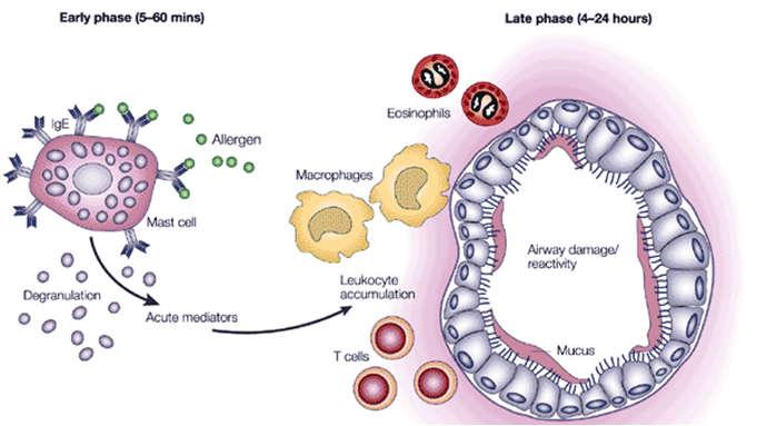 The early and late phase The epithelial barrier Epithelial barrier dysfunction Respiratory tract viruses Air