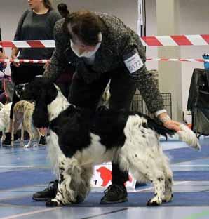 I tillegg til årsmøte var det fagtema og aktivitetsdag. Fagtema spor, apport, pelsstell, ta vare på hunden og bygning i forhold til bruk/arbeidsoppgåver.