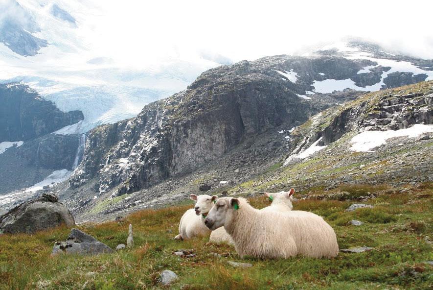 Tema beiteslipp vanntilgang både inne og på vårbeite; høgtlakterende søyer drikker mye.