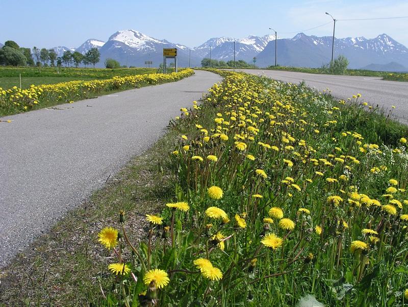 faktisk klippebredde ofte være mindre enn krav ut mot åkeren også. Fartsgrense er her 80 km/t og ÅDT > 3000 som gir at krav til klippebredde er 6 meter.