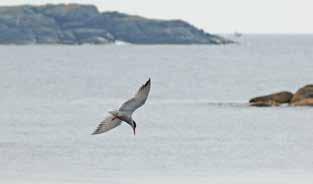 Knoppsvane har økt betydelig i antall de siste årene. I reservatene hekker den blant annet på Terneholmene og Jakobsholmen i Farsund. Gravand har hatt en relativt stabil bestand på ca.