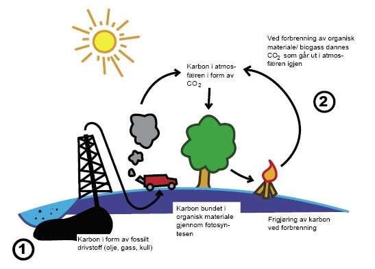 Planprogram for regional klimaplan for Telemark 2019-2026 7 Figur 4: Forenklet illustrasjon av karbonsyklusen.
