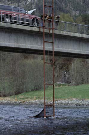 4 METODER 4.1 Innsamling av smolt og parr Fella som ble benyttet til fangst av utvandrende fisk sto ved Litlehaga bru ca. 2-3 km fra utløpet.