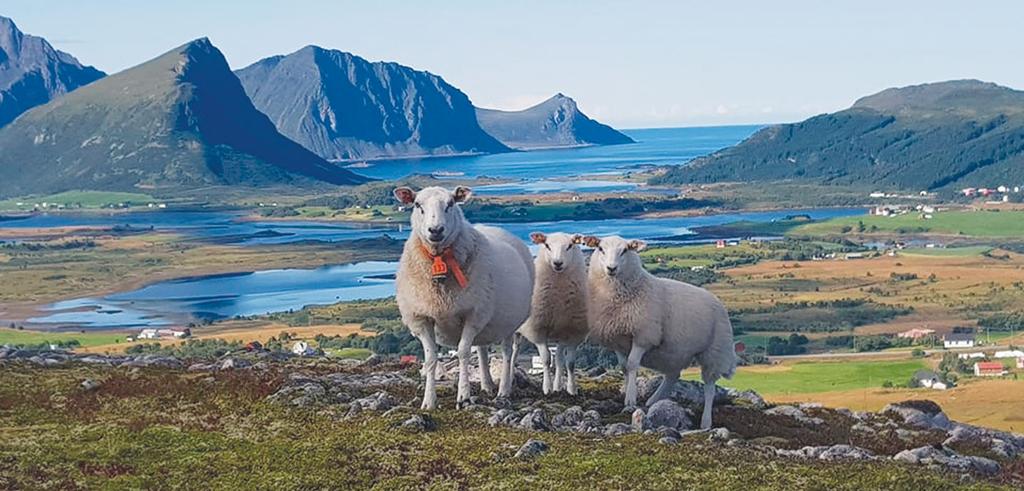 Strengere regler i noen fylker For noen fylker er det ekstra restriksjoner og krav for flytting av småfe.