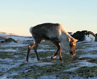 CWD egenskaper prionsirkelen Lang