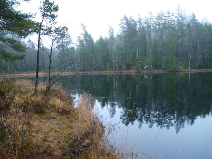 Hydrologiens betydning for farge og DOC i boreale skogsvann
