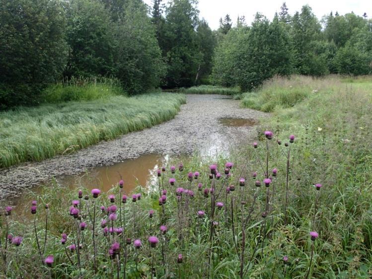 5.10 Kroksjø 1 ved Kjevlia Bilde: Oversiktsbilde sett mot sør (t.v). Stedvis tett bestand av storblærerot (Utricularia vulgaris) (t.h).