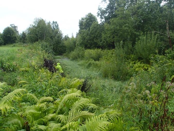 5.15 Flomdam 1 ved Søråa Bilde: Oversiktsbilde sett mot sør, basseng 2 (t.v). I basseng 2 var det høy tetthet av nordskivesnegl (Gyraulus acronicus) (t.h).