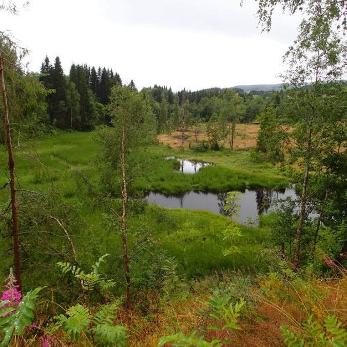 5.19 Kroksjø ved Nordåa Bilde: Oversiktsbilde sett mot vest (t.v). Hvit nøkkerose (Nymphaea alba) funnet i kroksjøen (t.h).