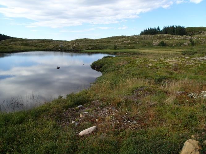 5.23 Tjønn 1 ved Gjerdet Bilde: Oversiktsbilde sett mot vest (t.v). En av buktene hadde mye bukkeblad (Menyanthes trifoliata) og flaskestarr (Carex rostrata) (t.h).