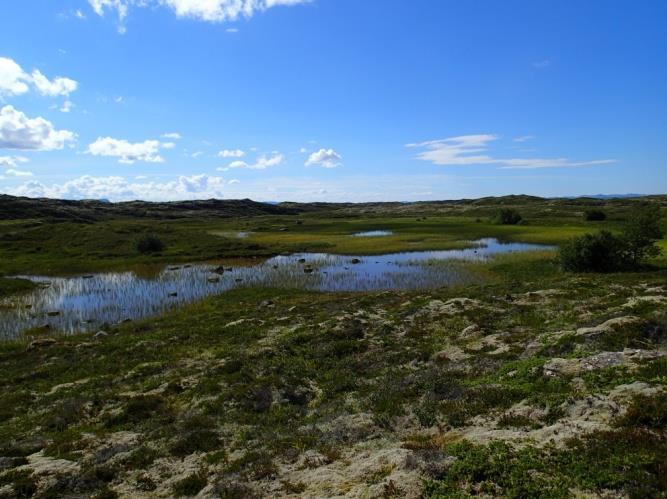 5.24 Tjønn 2 ved Gjerdet Bilde: Oversiktsbilde sett mot sørvest (t.v). Øyenstikkeren Sympetrum striolatum (t.h).