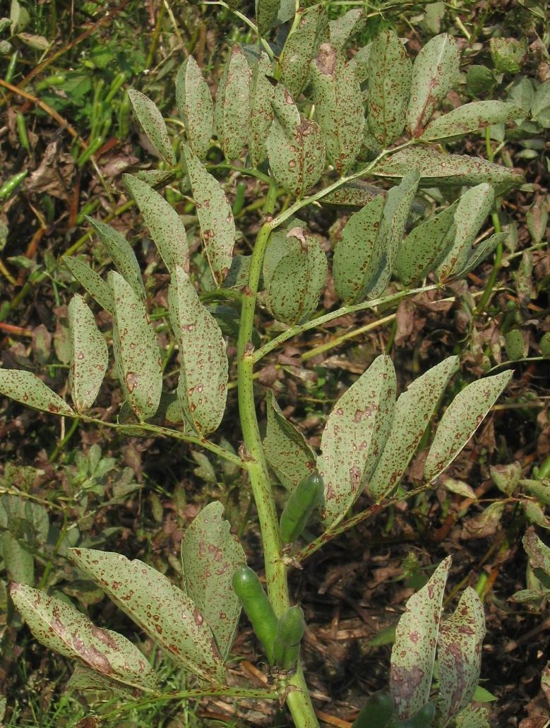 Vanligvis er det Betebladlus (Aphis fabae) som angriper åkerbønner, det er nesten svarte på farge og er lette å oppdage på plantene. Sterke angrep av lus i åkerbønner fører til misvekst.