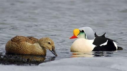 The exchange of birding information is incredible.