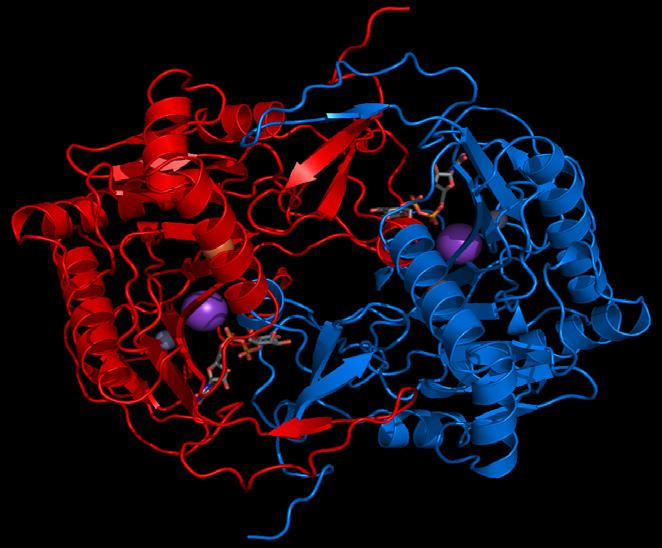 Illustrasjonen på forsiden er en modell av enzymet galaktose-1-fosfat-uridyltransferase (eller GALT). Det er dette enzymet som er ansvarlig for å omdanne galaktose til glukose.