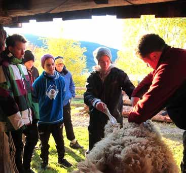 Forberedelse: Marianne Nystad er daglig leder ved Tingvoll museum og en aktiv medspiller i prosjektet: «Slaktinga av lamma foregår på Tingvoll museum, i friluft og under tak.