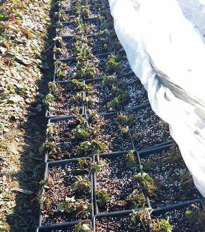 Resultat RAPPORT - HAGEBÆR I ARKTIS 2015 2017 Når snøen gikk våren 2016 oppdaget vi at det hadde vært museinvasjon i åkeren. Vinterdekket var ødelagt av musegnag det samme var mange planter.