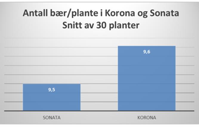 Det blei registrert antall blomstrestilker/plante (Figur 8) og plantene