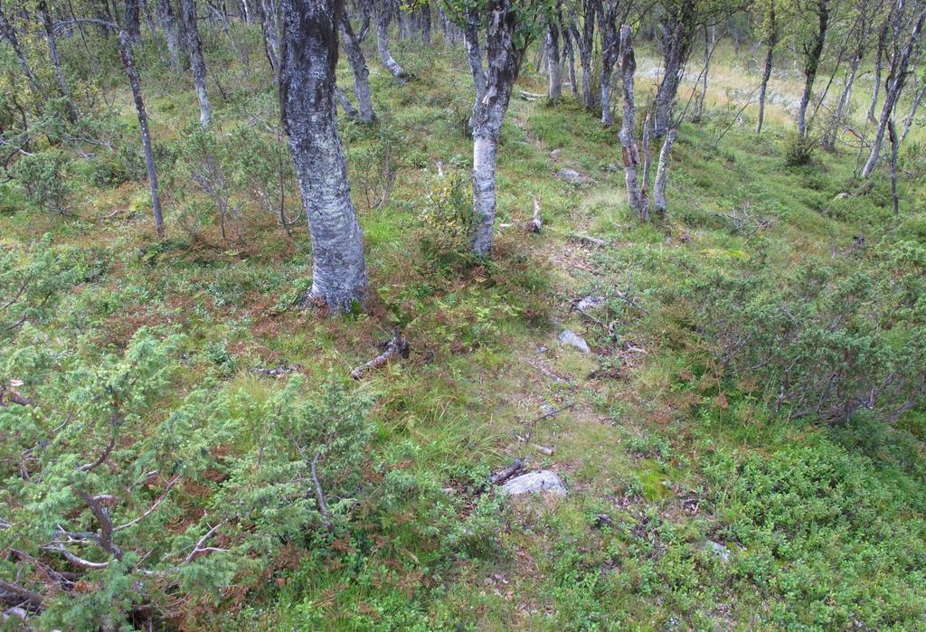 Finnskjegg er et dårlig beitegras, og sammen med einer er det med på å redusere beiteverdien i vegetasjonstypene. (Foto: O. Wold 18.08.2011).