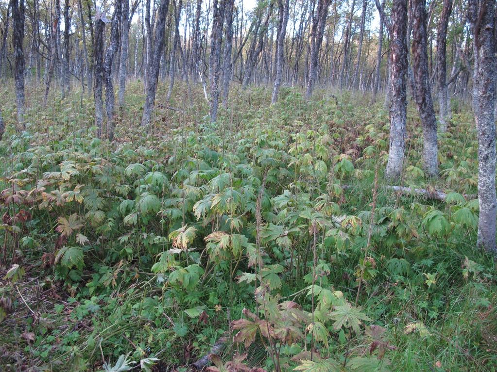 Bærlyngtyper (4a lav- og lyngrik bjørkeskog, tab. 1) har vanligvis dårlig beiteverdi, mens er blåbærtype er normalt godt beite.