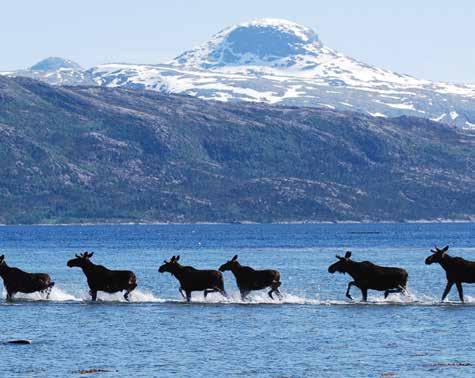 Rødøy Træna Lurøy Nesna Mo i Rana Dønna Leirfjord Herøy Sandnessjøen Mosjøen Hemnes Vevelstad Hattfjelldal Brønnøysund Sømna Grane Sandnessjøen Porten til skysten Bindal Sandnessjøen er Alstahaug