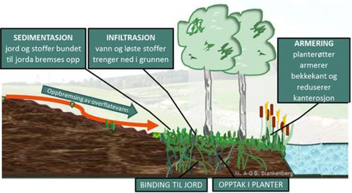 Økt biomangfold Foto og illustrasjon: Anne-Grete Buseth Blankenberg Vegetasjon i kantsoner naturens