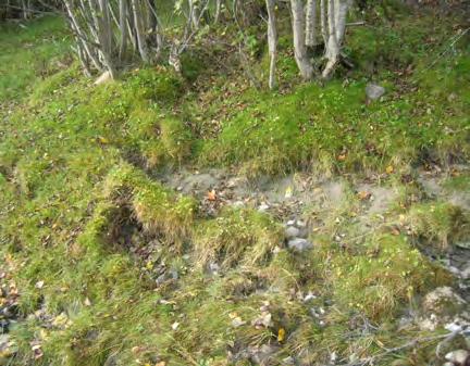 Gress, mose og annen vegetasjon som vokser på og mellom steinene viser