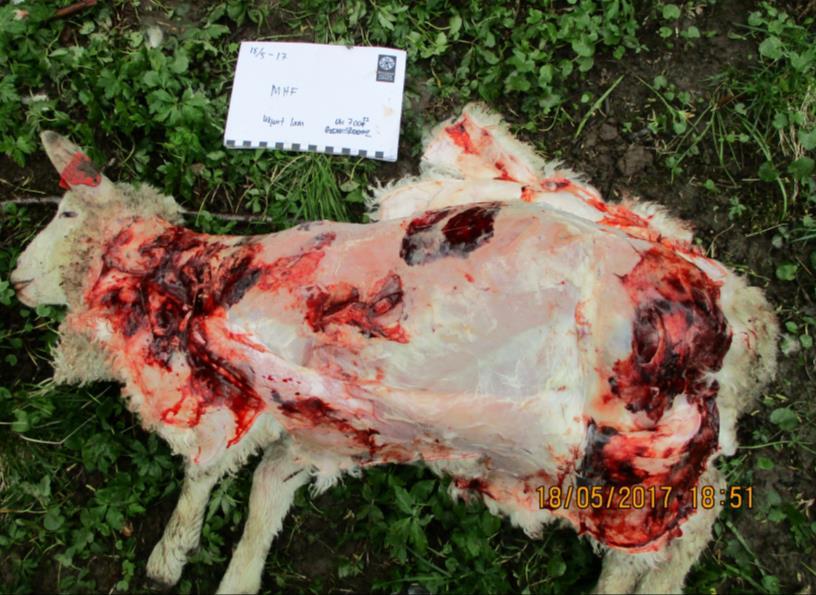 Er dyret drept av ulv Kraftige bitt over nakke og rygg. Kadaver mye påspist. Spiser seg ofte inn gjennom brystebeinet.