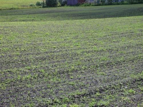 tilleggsgjødsling. God nitrogentilgang stimulerer ugraset til sterkere vekst, så det er viktig å følge med på ugrasutviklinga og grasspirene for å vurdere gjødselbehov.