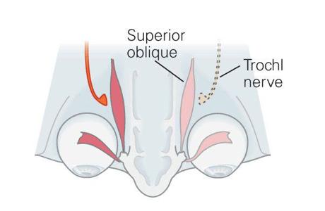 Obliquus superior Rectus superior Rectus lateralis Rectus