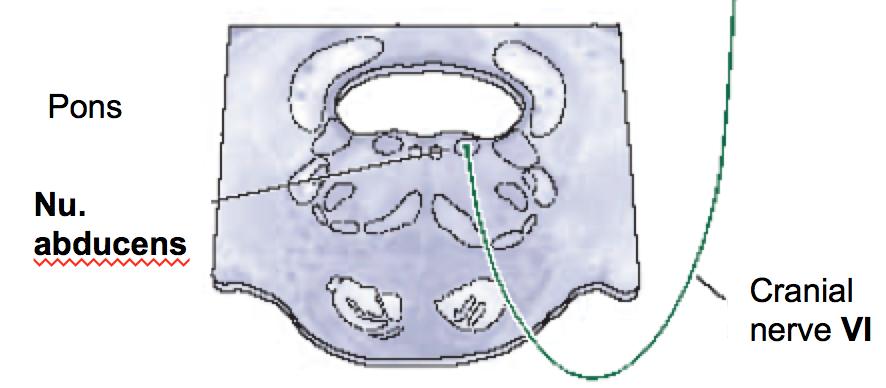 An increase in the tonic level of firing is associated with more lateral