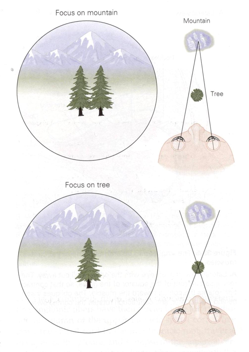 Vergens Focus på et fjell When the eyes focus on a distant mountain, the nearer tree occupies relatively different retinal positions in the two eyes and is seen as a double image.