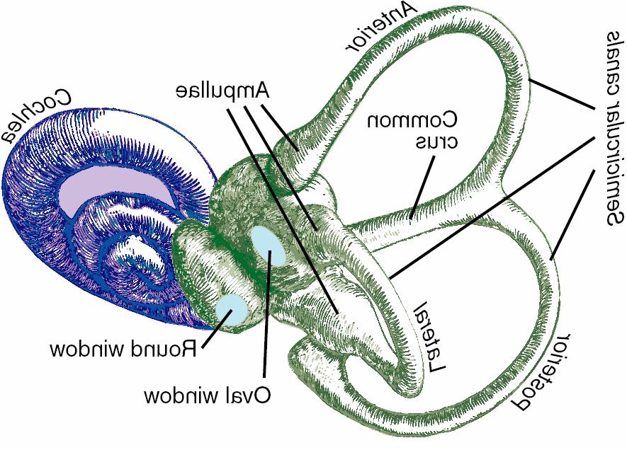 Hovedelementene i den vestibulookulære refleksbuen Cerebellum Flocculus VOR Parallell-fiber Purkinjecelle Kun eksitatoriske forbindelser er vist Refleksbuen består av tre
