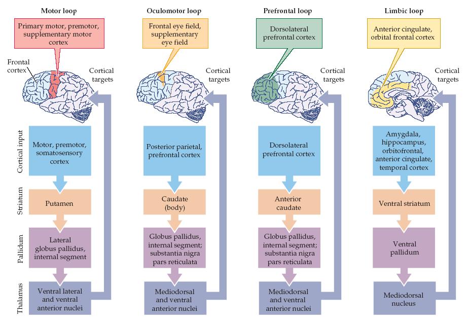 Basal Ganglia Loops and