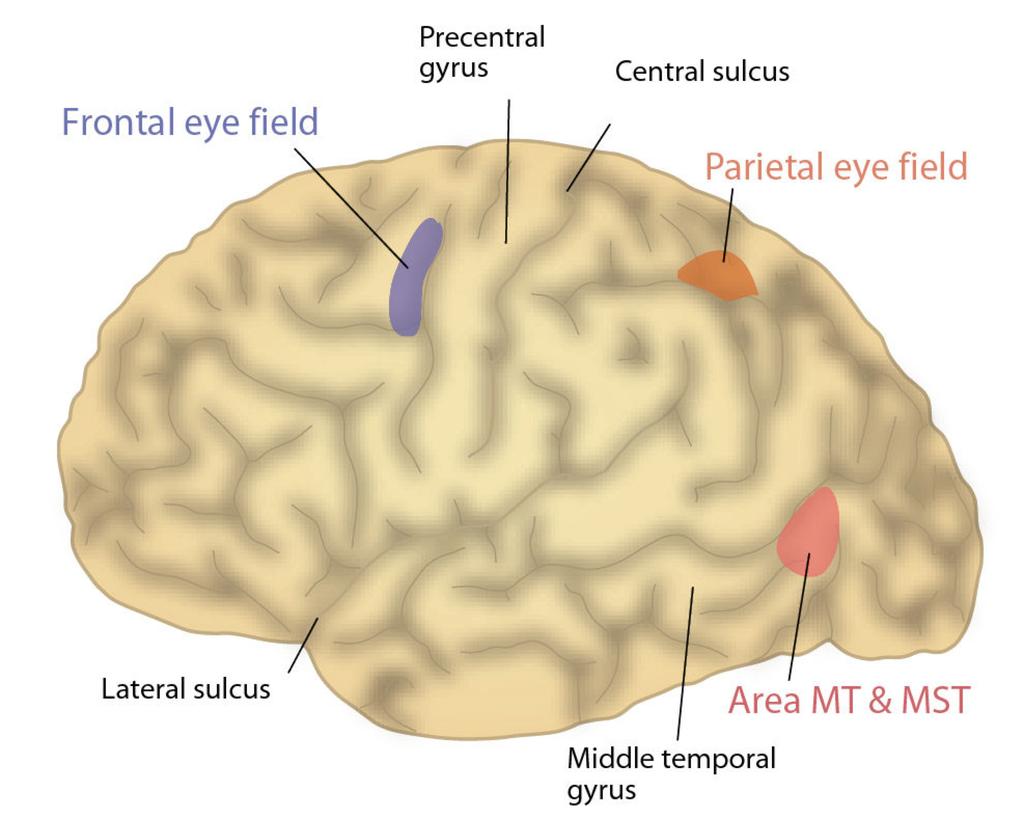 Kortikale områder av særlig betydning for kontroll av øyebevegelser (FEF) FEF = frontal eye field MT = middle temporal area MST = middle