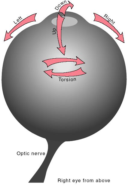 Øyemotilitet Axes of eye rotations.