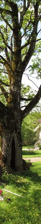 Treet er nå kartlagt som naturtypenn store gamlee trær eik, og vurdert som en svært viktig (A verdi) naturtype. Feltarbeid: Lokaliteten ble oppsøkt 4.