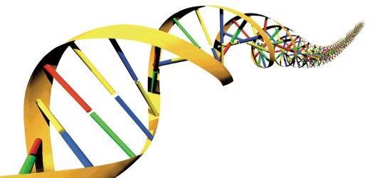Arvestoffet DNA Hvert kromosom er en dobbeltspiral av DNA innpakket av proteiner. DNA-molekylet inneholder basene A, C, G og T (røde, grønne, gule, blå).