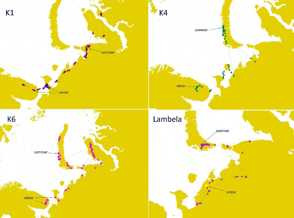 Tabell 1. Status for de 7 voksne snøuglene som ble fanget og påmontert satellitt-sendere i 2015. Navn Kjønn Sendertype Status I live med sender i drift.