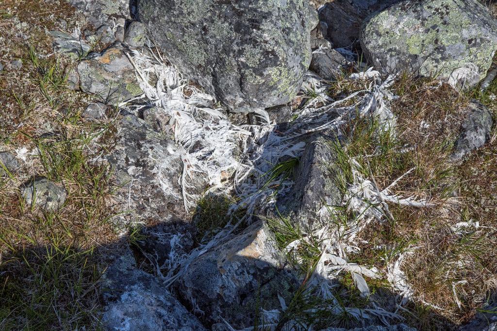 Senderen til hunnen K5 som ble hentet inn i et Fjellområde i Finnmark 2.