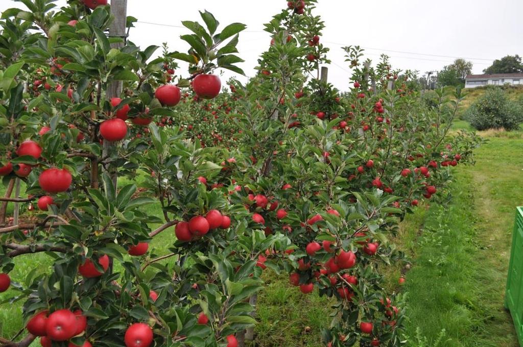 Seint hausta eple gir god smak, stor avling, men lagrar dårlegare og ròtnar raskare. Best er optimal haustetid!