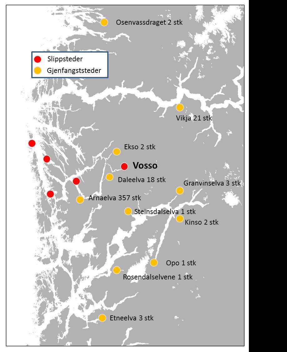 3.8 Feilvandring av slept smolt Et særtrekk ved laksen er at den etter sjøoppholdet er i stand til å finne tilbake til sin «barndoms elv» hvor den vandret ut som smolt.