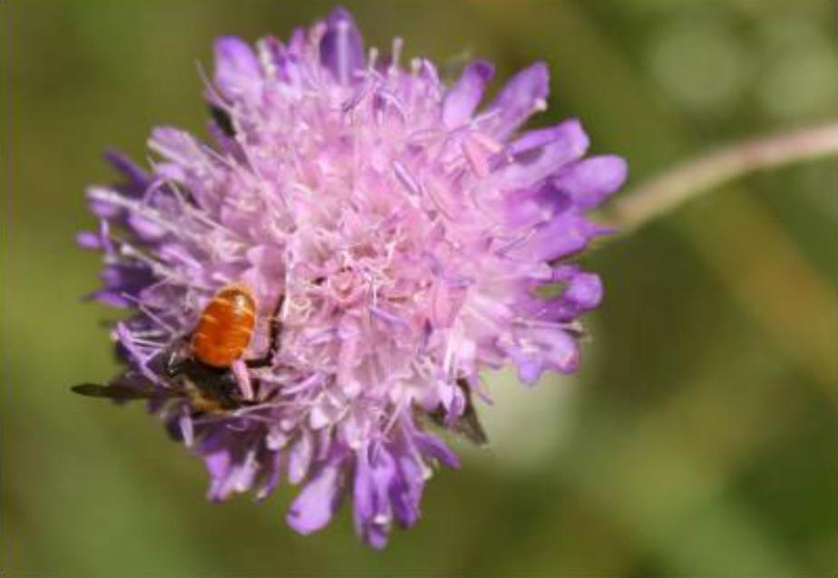 Figur 1. Ildsandbie (Andrena marginata) Prosjektinformasjon Prosjektet omfatter ny E18 for parsellen Rugtvedt Dørdal i Bamble kommune. Ved Rugtvedt og Langrønningen spleises veien med dagens E18.