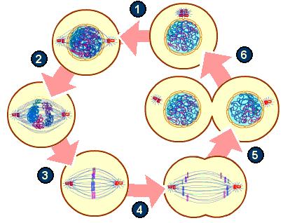 Cytostatika Cytostatika