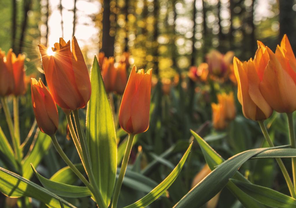 Tid for løk! I skrivende stund er det april, våren er på gang og vi kan så vidt begynne å se resultatene av høstens løkplanting. Det er en god idé å planlegge neste vår nettopp om våren.