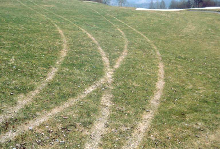 Hva skjer hvis frossent gras utsettes for tråkk /