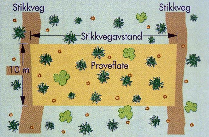 8. Resultatmåling og skaderegistrering Resultatmåling er kvalitetssikring av tynninger. Rutiner for resultatmåling er utarbeidet av Skogbrukets Kursinstitutt.